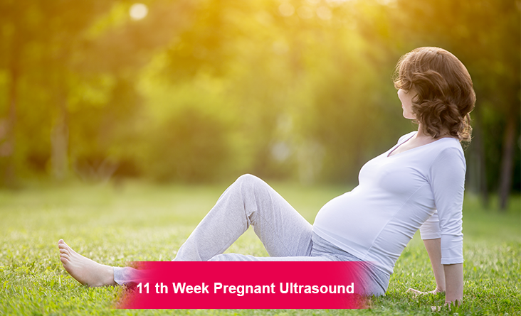 11th Week Pregnant Ultrasound