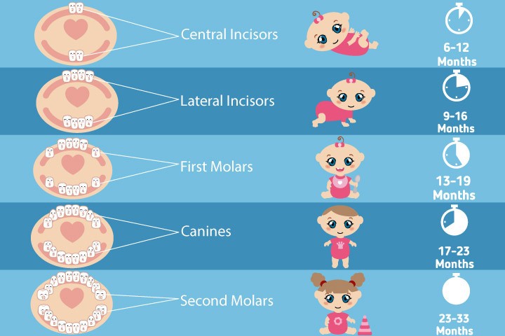 Baby Tooth Timeline