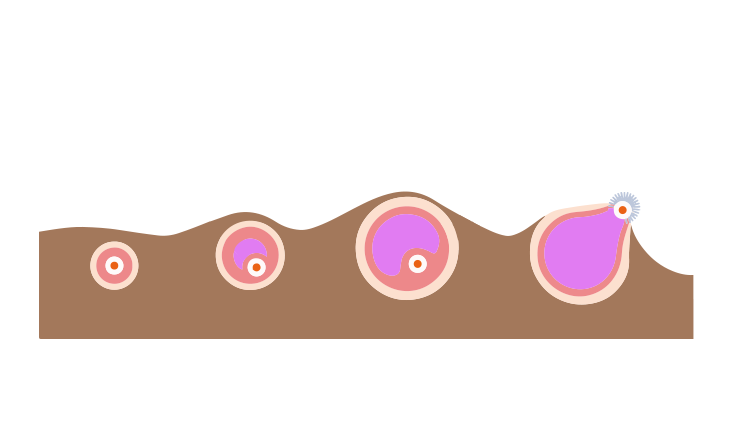 How Ovulation Happens.