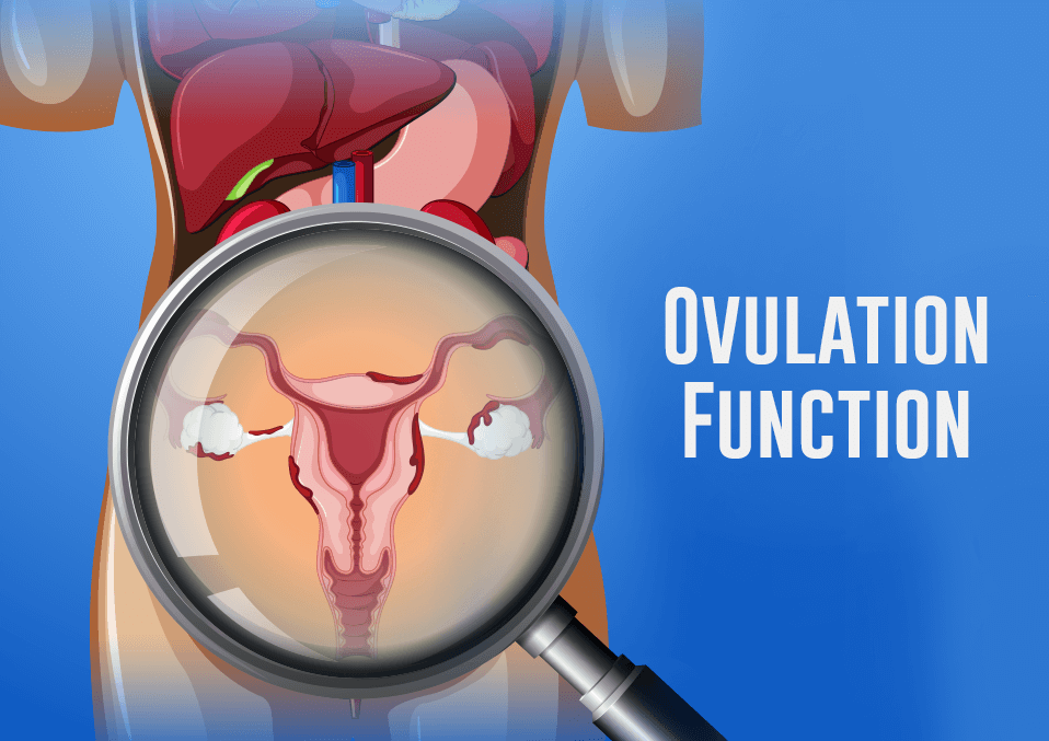 Ovulation Function