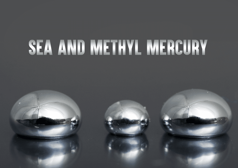 sea and methyl mercury