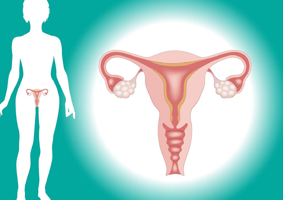 All About The Uterus Endometrial Shape, Cancer, Known facts