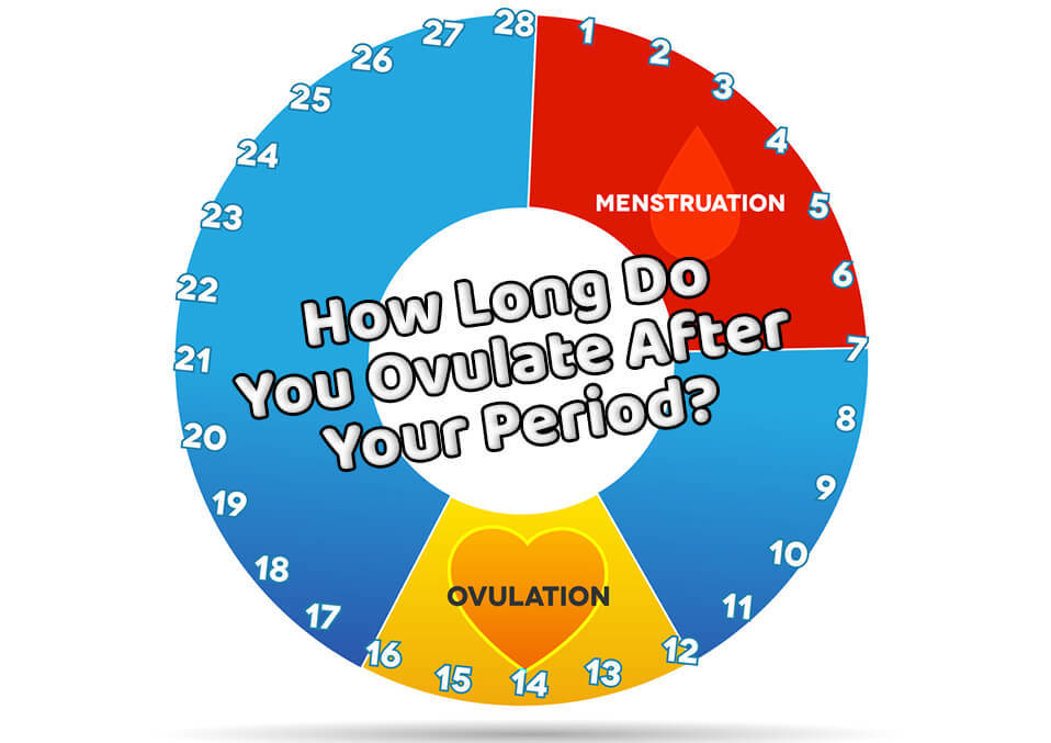 How Long Do You Ovulate After Your Period?