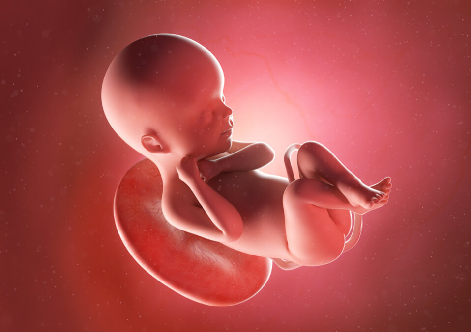 Facts about How Do Babies Breathe in the Womb