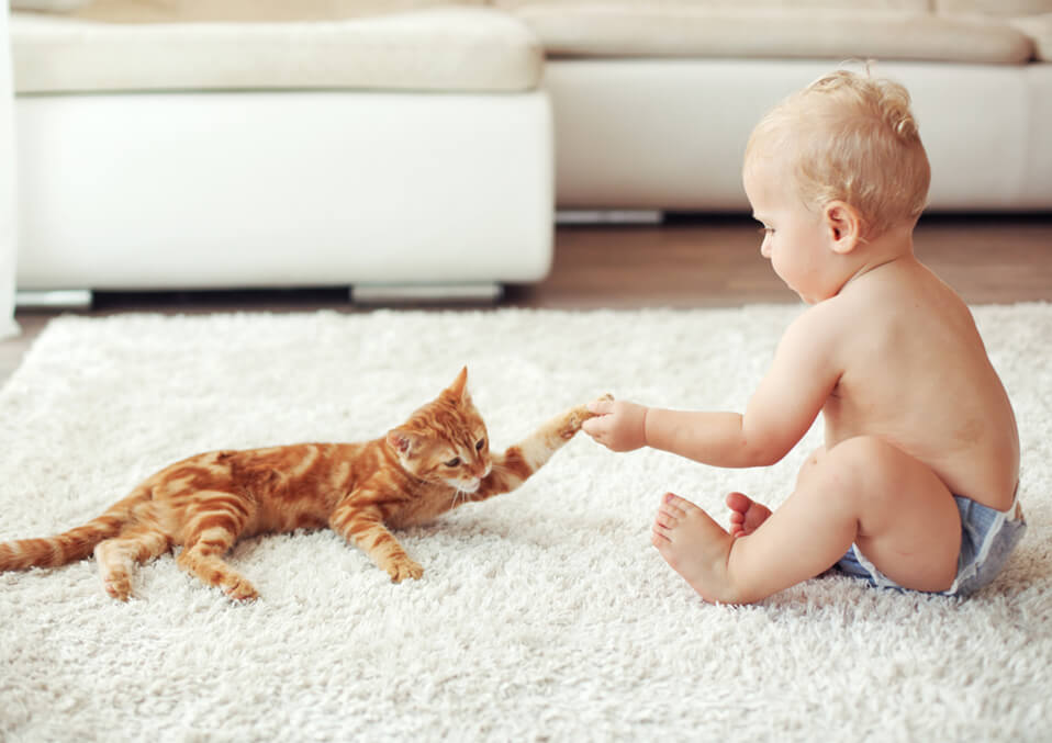 Is It Safe For Your Baby To Be Around Your Cat?