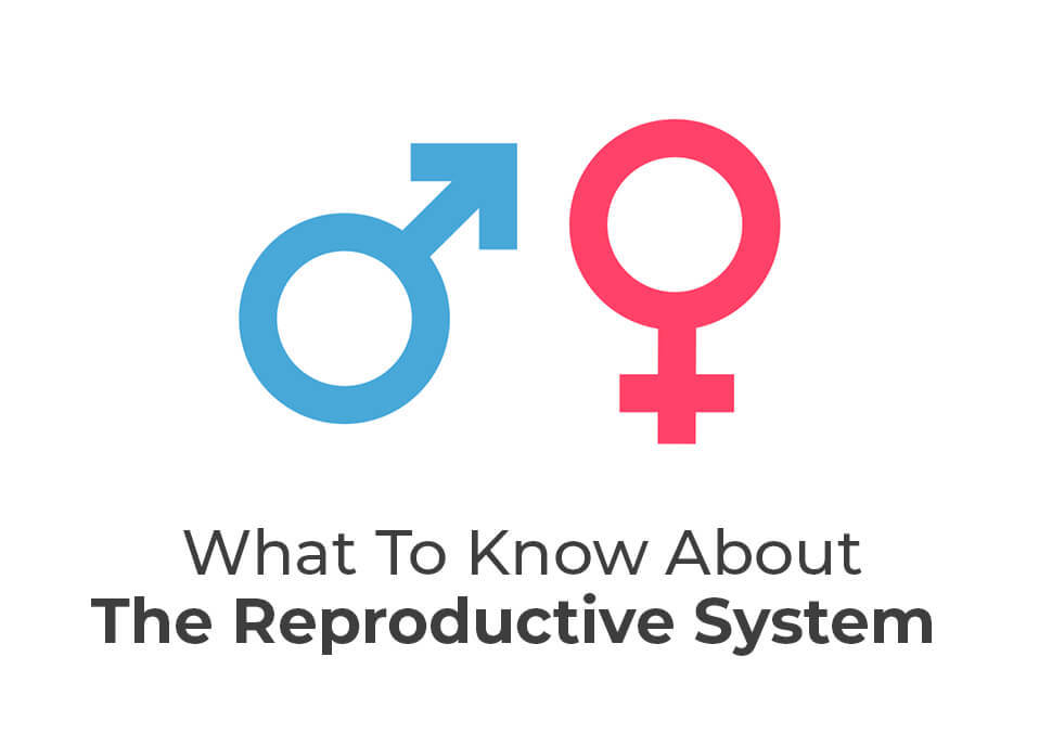 What To Know About the Reproductive System