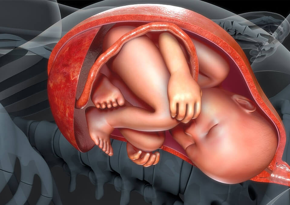 baby boy in womb