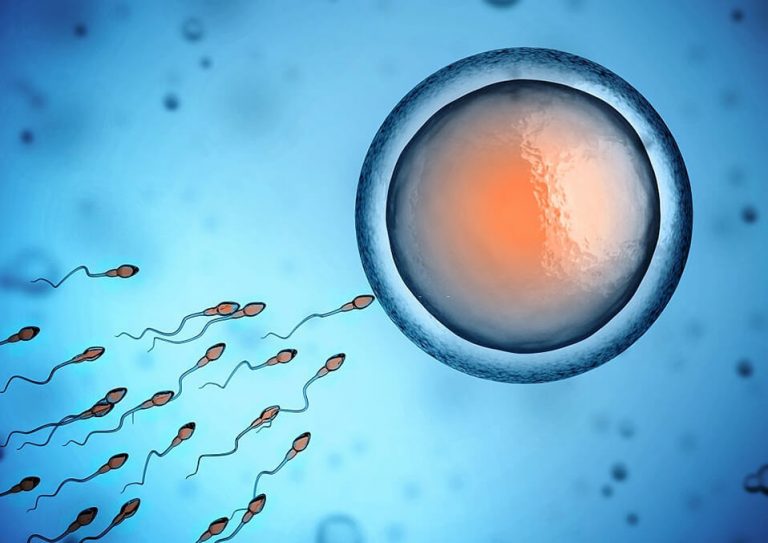 Does Sperm Determine the Gender of the Baby?