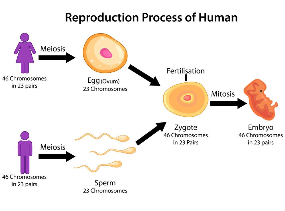 How babies are made?, the human reproduction system, babies creation