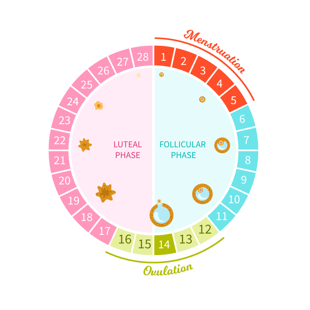 Graph about how menstrual cycle works