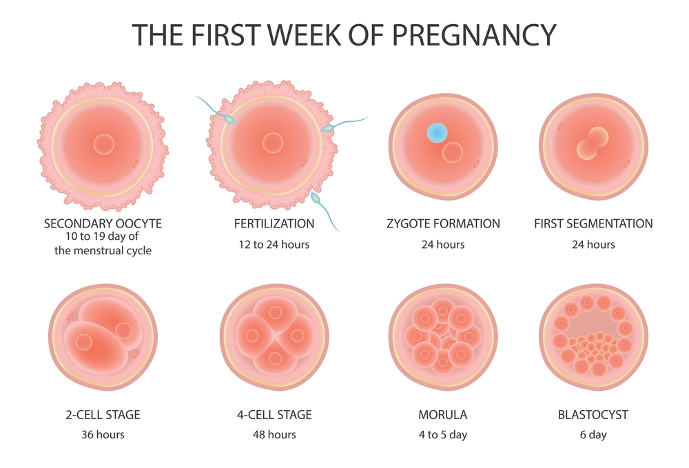first week of pregnancy